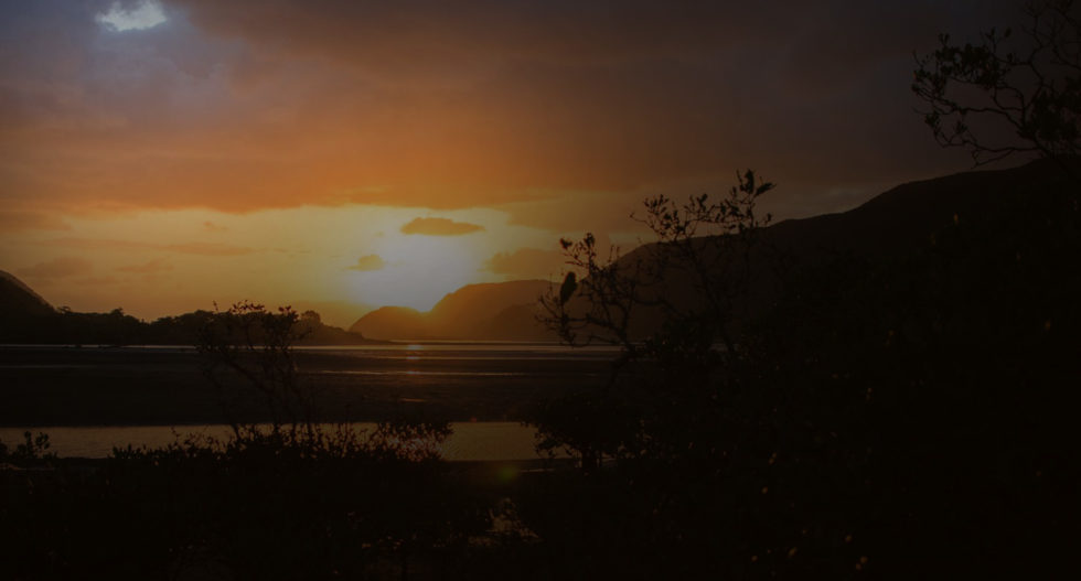 マングローブjpg