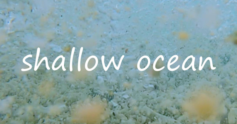 「海」エモーショナルな命の脈動